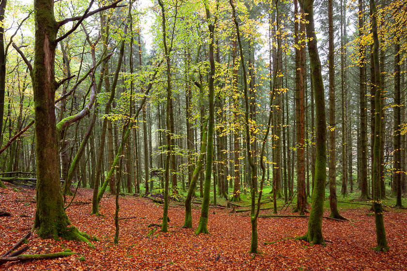 A beech forest in Autumn, near the shore of Loch Ard in Loch Lomond and the Trossachs National Park.