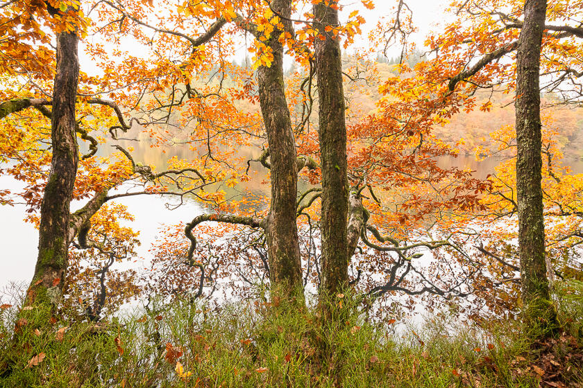 Oaks in Autumn, with bright orange leaves, on the shore of Loch Drunkie.