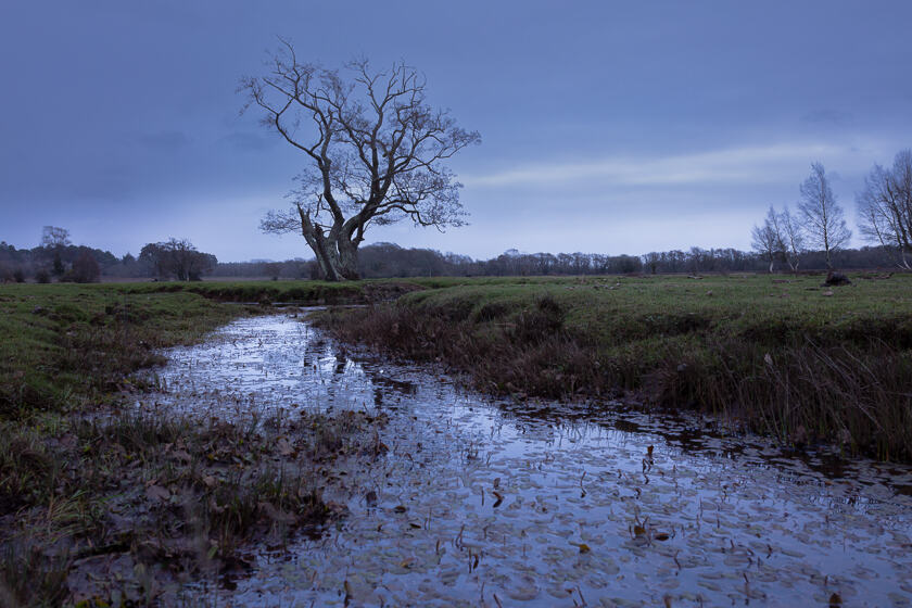 The light fades at Longwater Lawn in the New Forest, seconds after sunset on the last day of winter. The headwaters of the Beaulieu river meanders towards a tree.
