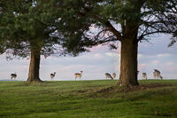 Fallow deer on a hill top with two Scots Pine trees in Knole Park.