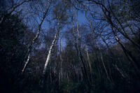 A birch tree is illuminated by the full moon in a wood.