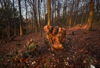 A tree stump in Meenfield Wood