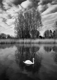 A mute swan swimming in a pond at Caldicot Castle, with a tree and reflection in the background.