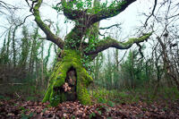 A thick-trunked oak tree in Crofton woods, leafless and covered in ivy and moss in winter.