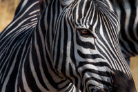 A close-up of a Grant's zebra (Equus quagga boehmi) in Ngorongoro Conservation Area.