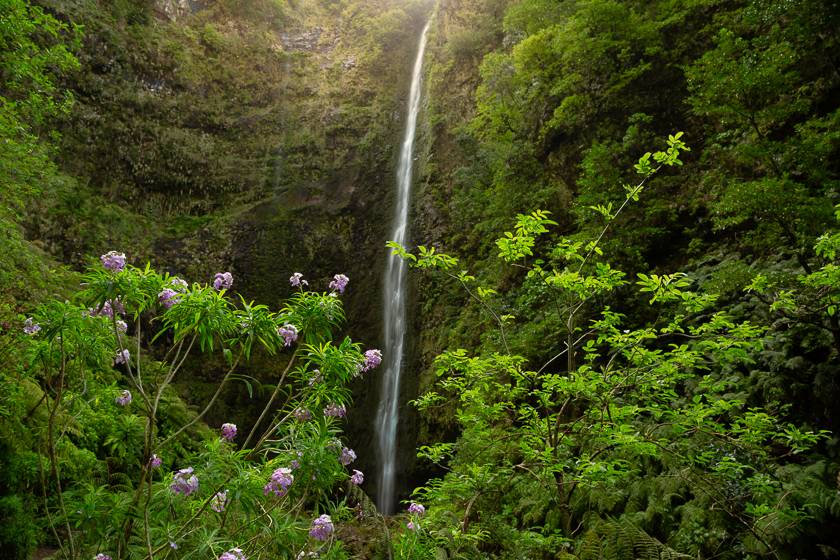 Erysimum bicolor in front of the Caldeirāo Verde waterfall in Madeira.