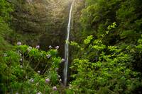 Erysimum bicolor in front of the Caldeirāo Verde waterfall in Madeira.