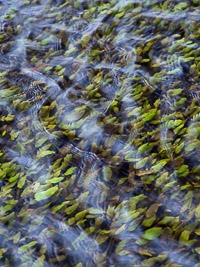 Bog pondweed (Potamogeton polygonifolius) with leaves submerged in a stream near Rowbarrow pond in the New Forest, with ripples on the surface of the water.